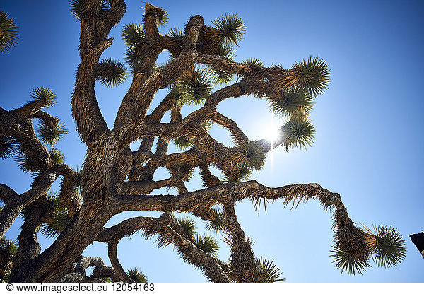 Joshua Tree (Yucca Brevifolia) gegen einen blauen Himmel  Joshua Tree National Park; Kalifornien  Vereinigte Staaten von Amerika
