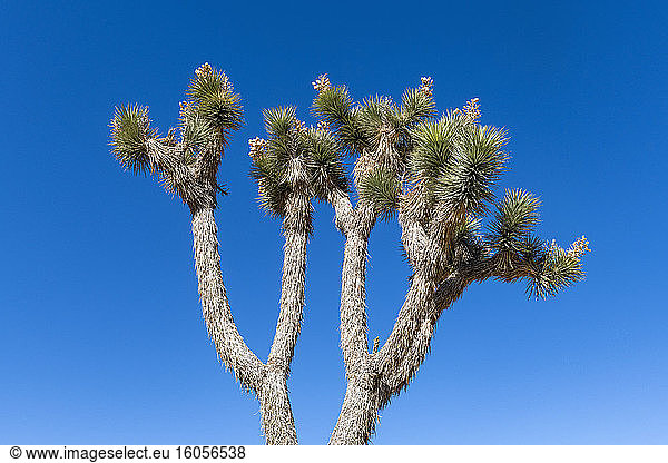 Joshua tree (Yucca Brevifolia) growing against clear blue sky