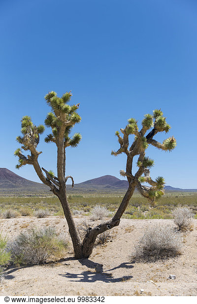 Joshua Tree (Yucca brevifolia) in der Mojave Wüste  Kalifornien  USA  Nordamerika