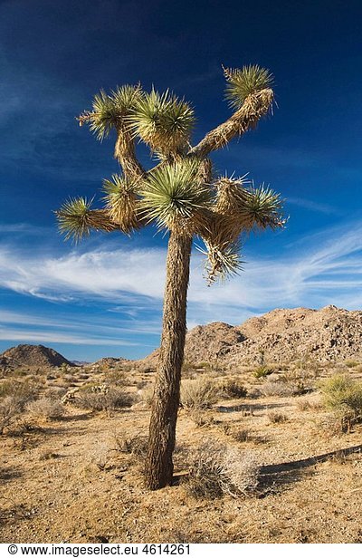 Joshua Tree (Yucca brevifolia) in Hidden Valley Joshua Tree National Park California USA