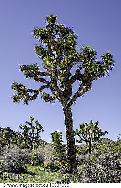Joshua Tree (Yucca brevifolia) is a plant species  tree-like in habit  which is found in the southwestern United States in the Mojave Desert.