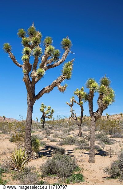 Joshua tree (Yucca brevifolia)  Joshua Tree National Park  California.