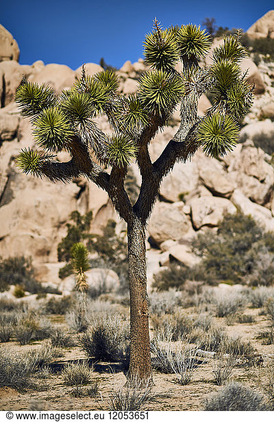 Joshua Tree (Yucca Brevifolia)  Joshua Tree National Park; Kalifornien  Vereinigte Staaten Von Amerika