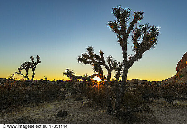 Joshua Tree (Yucca brevifolia)  Joshua Tree National Park  Mojave-Wüste  Kalifornien  Vereinigte Staaten von Amerika  Nord-Amerika