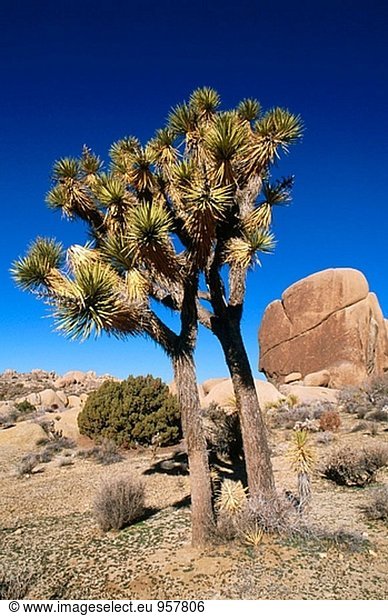 Joshua Tree (Yucca Brevifolia). Joshua Tree Nationalpark. Kalifornien. USA