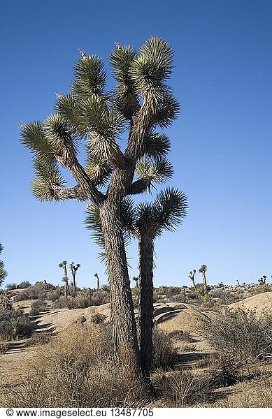 Joshua Tree (Yucca brevifolia)  National Park  Kalifornien  USA  Nordamerika