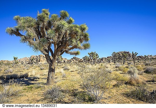 Joshua Tree (Yucca brevifolia)  Pfadfinderpfad  Joshua Tree National Park  Desert Center  Kalifornien  USA  Nordamerika