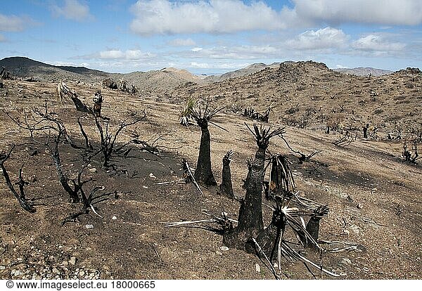 Joshua Tree (Yucca brevifolia) verbrannte Baumstümpfe im Lebensraum nach einem Feuer  Joshua Tree N. P. Kalifornien (U.) S. A. Februar