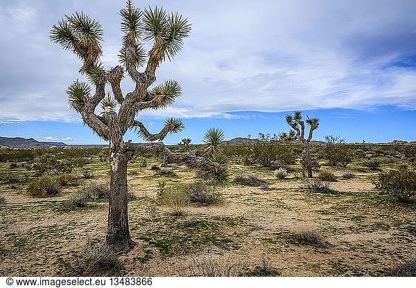 Joshua Tree (Yucca brevifolia) Wüstenlandschaft Arch Rock Nature Trail White Tank Campground Nationalpark Palm Desert Kalifornien USA Nordamerika