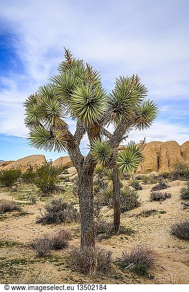 Joshua Tree (Yucca brevifolia) Wüstenlandschaft Arch Rock Nature Trail White Tank Campground Nationalpark Palm Desert Kalifornien USA Nordamerika
