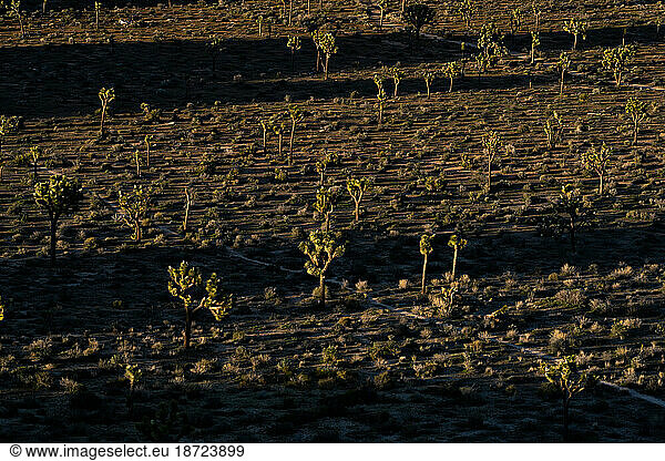 Joshua Trees in Joshua Tree National Park At Sunset