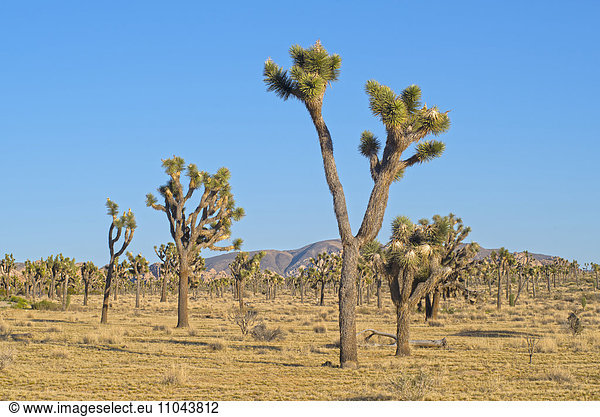 Joshua trees in Mojave Desert  California  United States