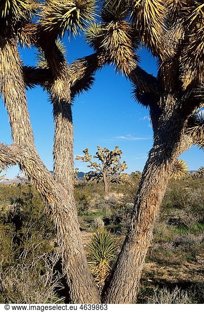 Joshua trees in Shadow Valley  Mojave National Preserve  CA