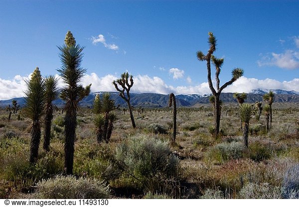 JOSHUA TREES Yucca Brevifolia in bloom in the MOJAVE DESERT _ SOUTHERN CALIFORNIA.