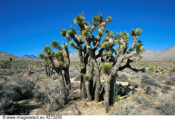 Joshua Trees Yucca Brevifolia in the Mojave desert  California  USA