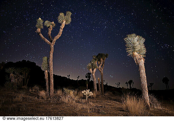 Joshua trees (Yucca brevifolia) standing in front of a starry night sky; Joshua Tree National Park  California  United States of America