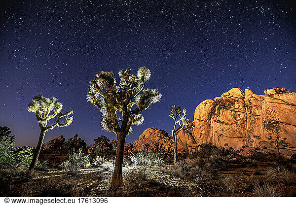 Joshua trees (Yucca brevifolia) standing in front of rock formations under a starry night sky; Joshua Tree National Park  California  United States of America
