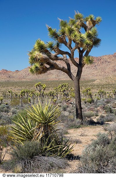 Joshua trees (Yucca brevifolia) with Mojave yucca (Yucca schidigera)  Joshua Tree National Park  California.