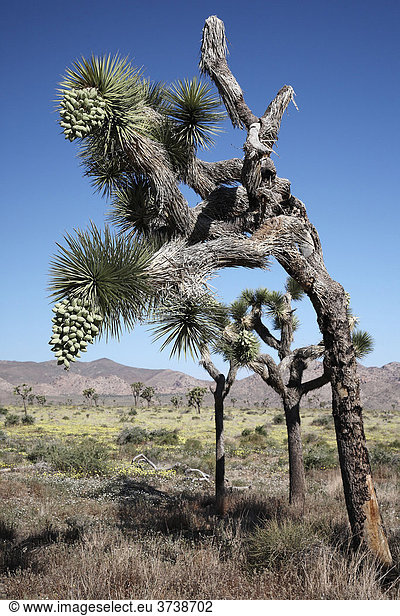 Josua Baum (Yucca brevifolia) mit Früchten,  Kalifornien,  USA