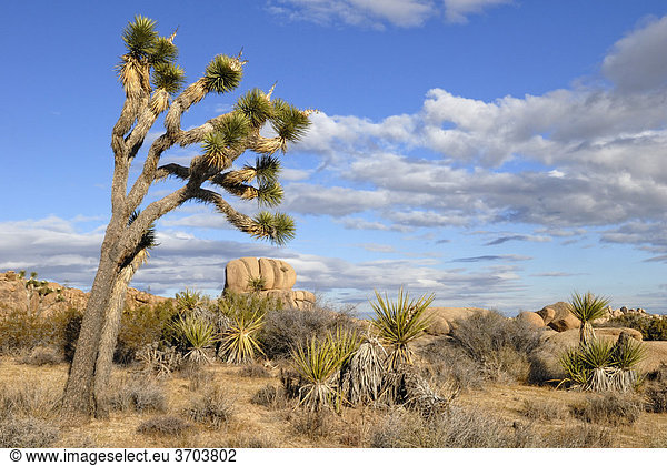 Josua Palmlilie  Joshua Tree (Yucca brevifolia) vor Monzogranit-Formationen  Joshua Tree Nationalpark  Palm Desert  Südkalifornien  USA