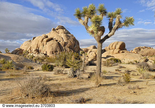 Josua Palmlilie Joshua Tree (Yucca brevifolia) vor Monzogranit-Formationen Joshua Tree Nationalpark Palm Desert Südkalifornien USA