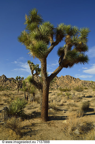 Josua-Palmlilie  Josuabaum  Joshua Tree (Yucca brevifolia)  Hidden Valley  Joshua Tree Nationalpark  Mojave-Wüste  Kalifornien  Südwesten  Vereinigte Staaten von Amerika  USA