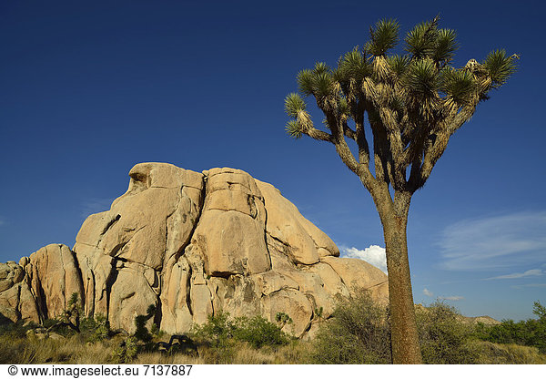 Josua-Palmlilie  Josuabaum  Joshua Tree (Yucca brevifolia)  vor Monzogranit-Felsformation  Hidden Valley  Joshua Tree Nationalpark  Mojave-Wüste  Kalifornien  Südwesten  Vereinigte Staaten von Amerika  USA
