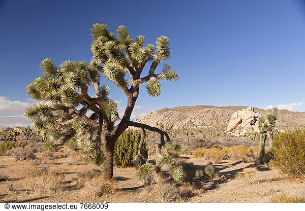 Josua-Palmlilie oder Josuabaum  auch Joshua Tree (Yucca brevifolia)  in Landschaft am Hidden Valley