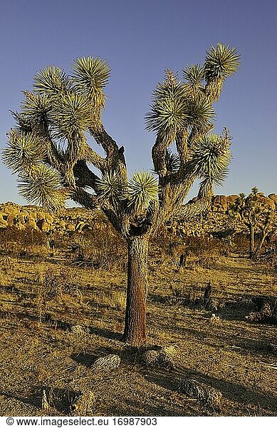 Josua-Palmlilie (Yucca brevifolia)  Joshua-Tree-Nationalpark  Mojave-Wüste  Kalifornien