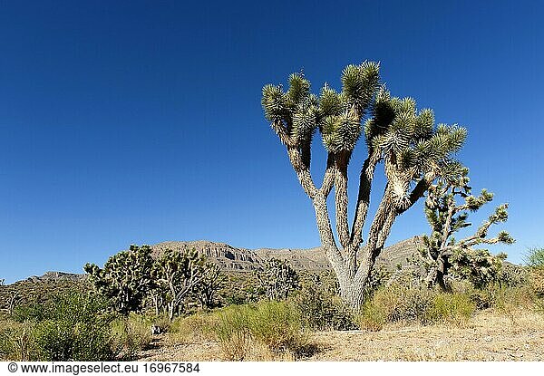 Josua-Palmlilie (Yucca brevifolia)  Naturschutzgebiet Arizona's Joshua Tree Forest  Arizona  USA  Nordamerika