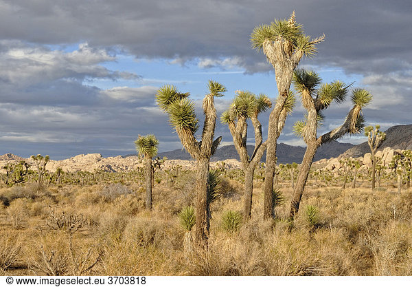Josua Palmlilien  Joshua Trees (Yucca brevifolia) vor Monzogranit-Formationen  Joshua Tree Nationalpark  Palm Desert  Südkalifornien  Kalifornien  USA
