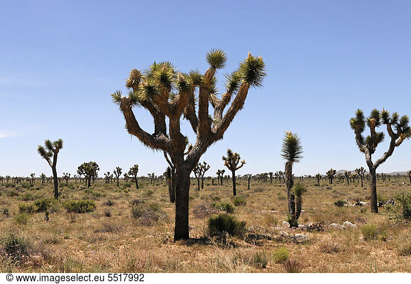 Josua-Palmlilien  Josuabäume  Joshua Tree (Yucca brevifolia)  Joshua Tree Nationalpark  Palm Desert  Südkalifornien  USA  Nordamerika