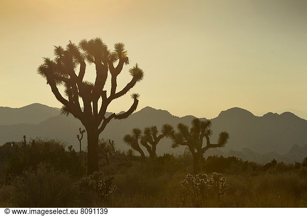 Josua-Palmlilien oder Josuabäume (Yucca brevifolia) Sonnenuntergang