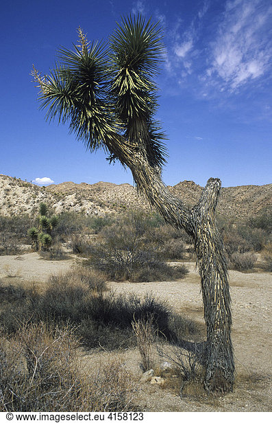 Josuabaum, Josua-Palmlilie (Yucca brevifolia)