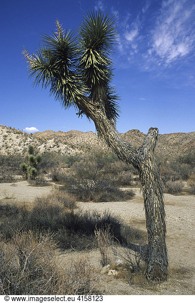 Josuabaum  Josua-Palmlilie (Yucca brevifolia)