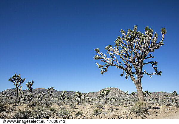 Josuabaum (Yucca brevifolia) im Joshua Tree National Park Mojave-Wüste Kalifornien Vereinigte Staaten von Amerika Nordamerika