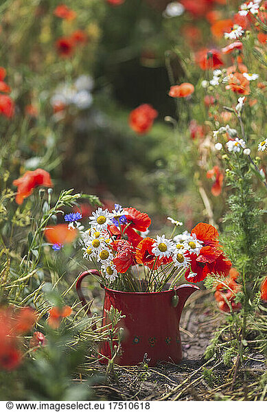 Jug full of freshly picked daisies and poppies