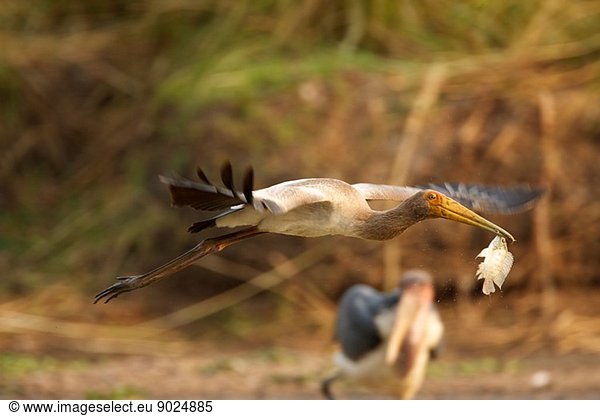 Jugendlicher Gelbschnabelstorch - Mycteria ibis  Mana Pools Nationalpark  Simbabwe