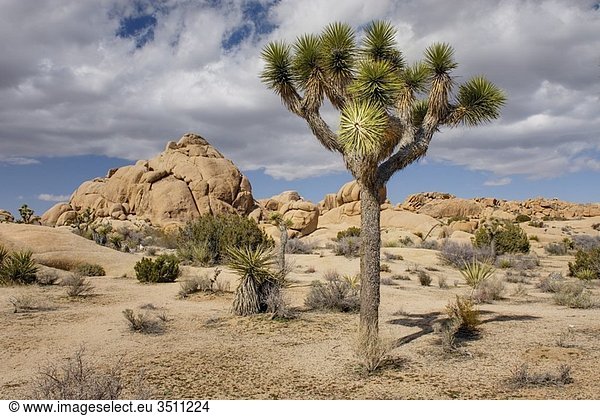 Jumbo Rocks and Joshua Tree Yucca brevifolia Joshua Tree National Park California