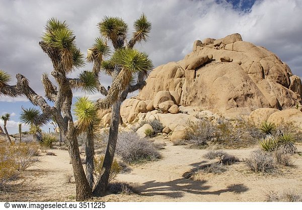 Jumbo Rocks and Joshua Tree Yucca brevifolia Joshua Tree National Park California
