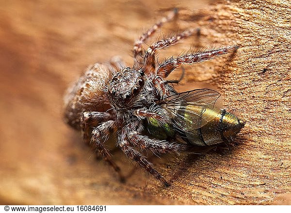 Jumping spider (Salticidae) feeding on a fly  Australia