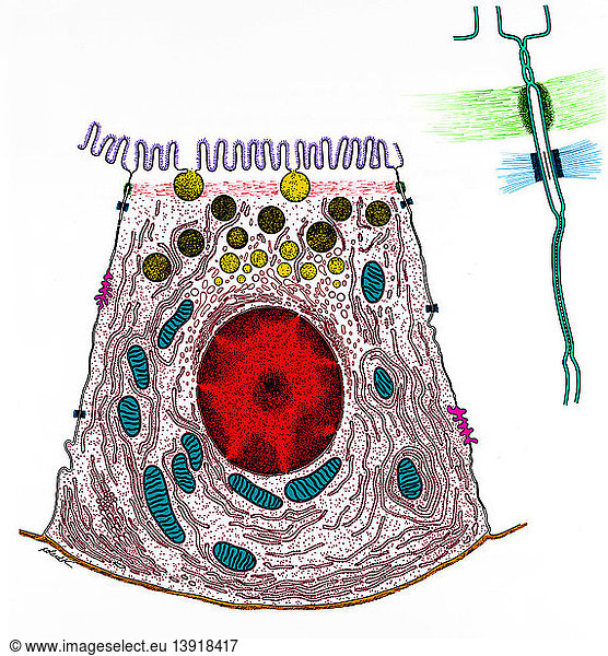 Junctional Complex