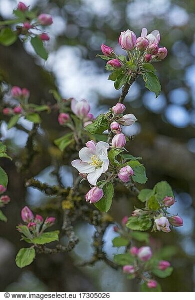 Junge Apfelblüten (Malus) am Baum  Bayern  Deutschland  Europa