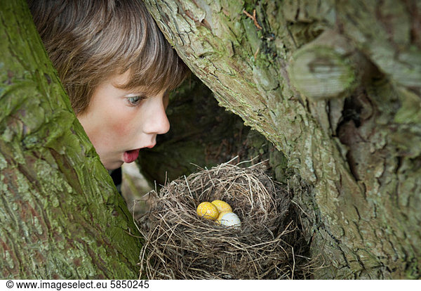 Junge betrachtet Eier im Vogelnest