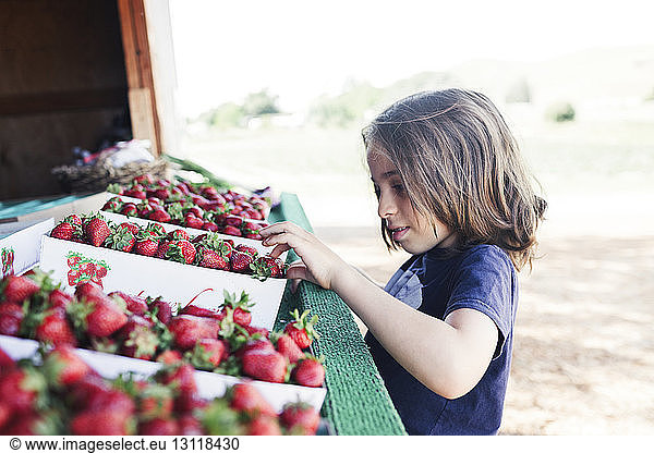 Junge betrachtet Erdbeeren am Marktstand