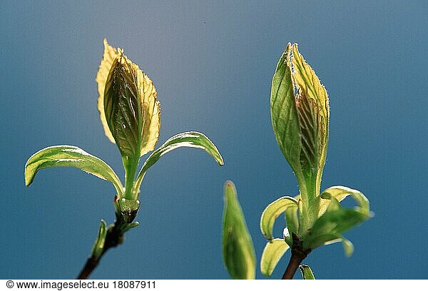 Junge Blätter im Frühling  Blattaustrieb im Frühling  Blätter  grün  Querformat  horizontal