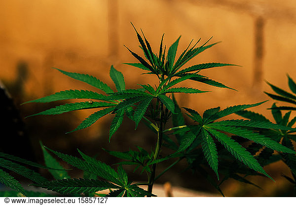 Junge Blätter Marihuana-Hanfpflanzen  Indica  vintage style backgr