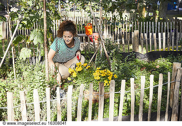 Junge brünette Frau pflanzt Blumen im Garten