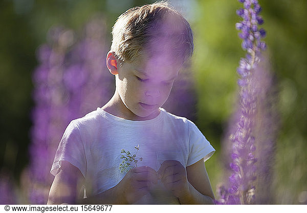 Junge entdeckt Blumen auf Wiesen