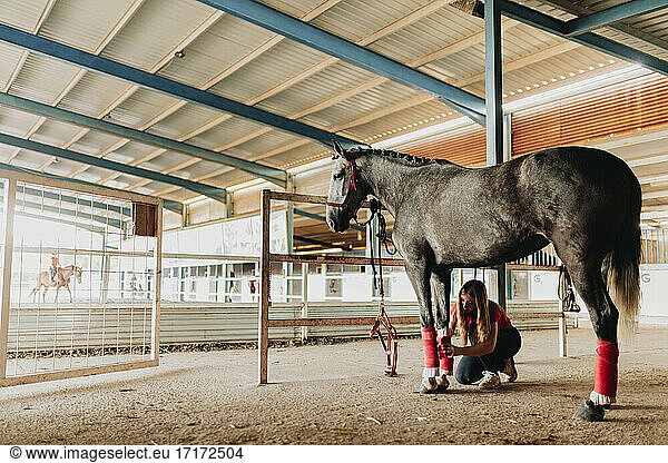 Junge Frau bindet roten Gurt an Pferdegliedmaße im Tierheim